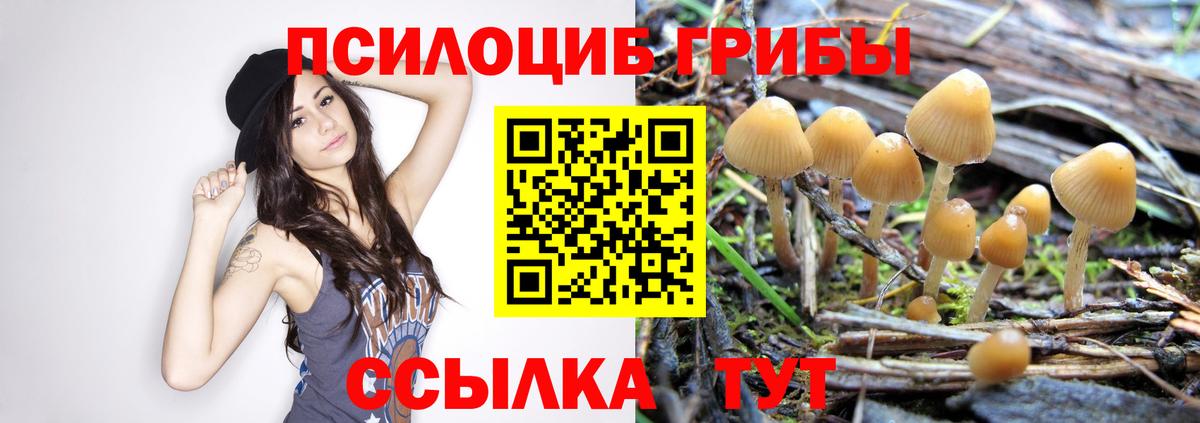 Псилоцибиновые грибы Psilocybine cubensis Дмитров